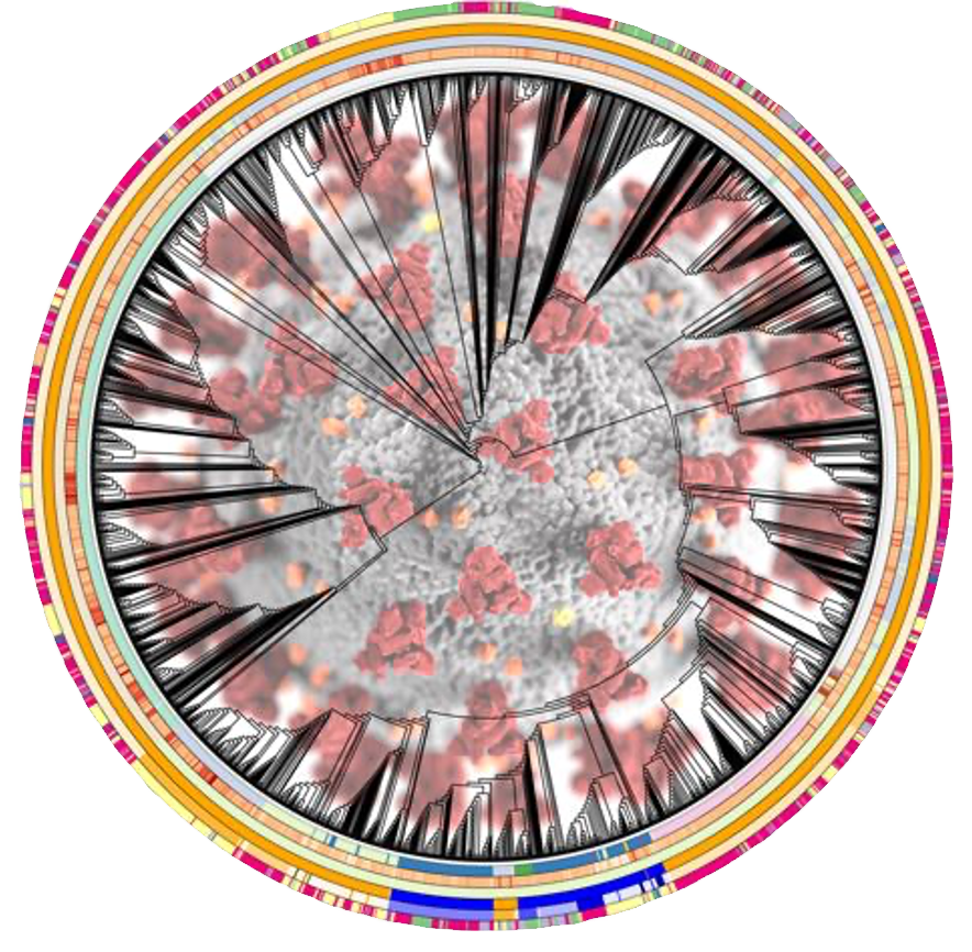 the evolutionary relationships of 2,000 SARS-CoV-2 sequences